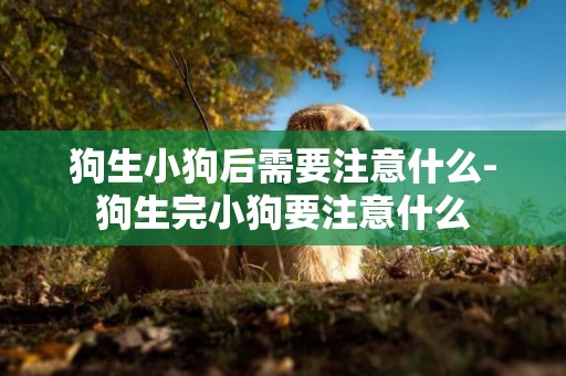 狗生小狗后需要注意什么-狗生完小狗要注意什么