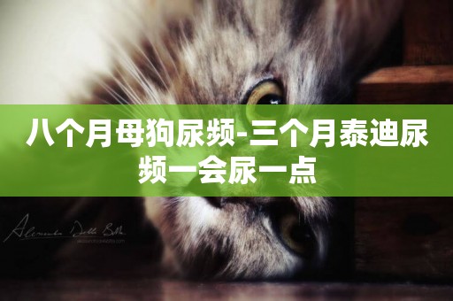 八個月母狗尿頻-三個月泰迪尿頻一會尿一點