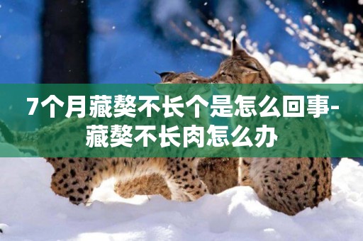 7個月藏獒不長個是怎么回事-藏獒不長肉怎么辦