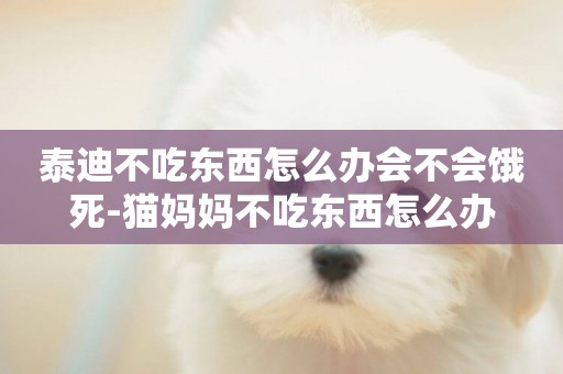 泰迪不吃東西怎么辦會不會餓死-貓媽媽不吃東西怎么辦