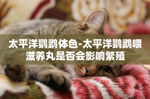太平洋鸚鵡體色-太平洋鸚鵡喂滋養丸是否會影響繁殖