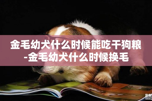 金毛幼犬什么時候能吃干狗糧-金毛幼犬什么時候換毛