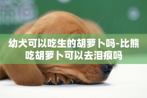 幼犬可以吃生的胡蘿卜嗎-比熊吃胡蘿卜可以去淚痕嗎