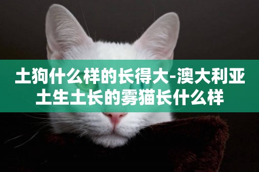 土狗什么樣的長得大-澳大利亞土生土長的霧貓長什么樣