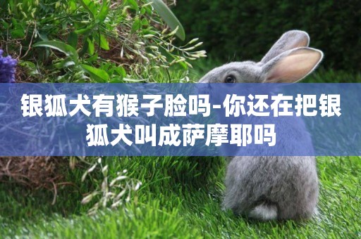 銀狐犬有猴子臉嗎-你還在把銀狐犬叫成薩摩耶嗎