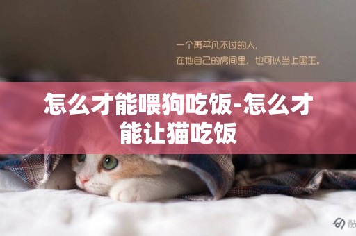 怎么才能喂狗吃飯-怎么才能讓貓吃飯