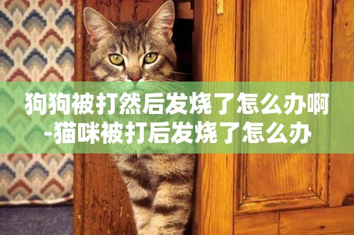 狗狗被打然后發燒了怎么辦啊-貓咪被打后發燒了怎么辦