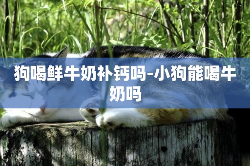 狗喝鮮牛奶補鈣嗎-小狗能喝牛奶嗎