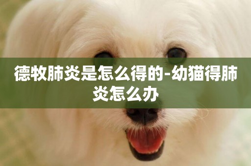 德牧肺炎是怎么得的-幼貓得肺炎怎么辦