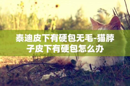 泰迪皮下有硬包無毛-貓脖子皮下有硬包怎么辦