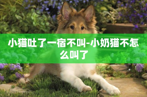小貓吐了一宿不叫-小奶貓不怎么叫了