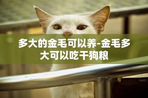 多大的金毛可以養-金毛多大可以吃干狗糧