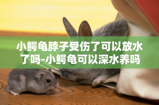 小鱷龜脖子受傷了可以放水了嗎-小鱷龜可以深水養嗎