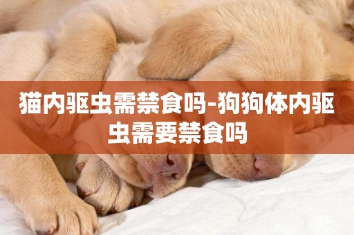 貓內驅蟲需禁食嗎-狗狗體內驅蟲需要禁食嗎