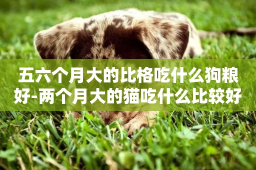 五六個月大的比格吃什么狗糧好-兩個月大的貓吃什么比較好