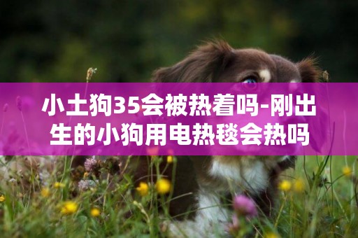 小土狗35會被熱著嗎-剛出生的小狗用電熱毯會熱嗎