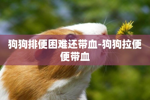 狗狗排便困難還帶血-狗狗拉便便帶血