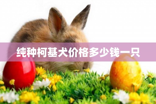 純種柯基犬價格多少錢一只