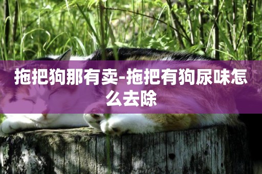 拖把狗那有賣-拖把有狗尿味怎么去除