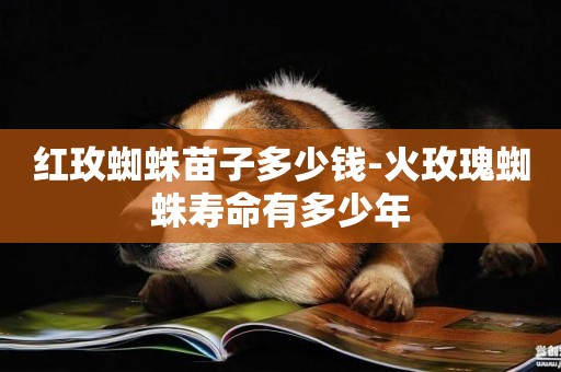 紅玫蜘蛛苗子多少錢-火玫瑰蜘蛛壽命有多少年