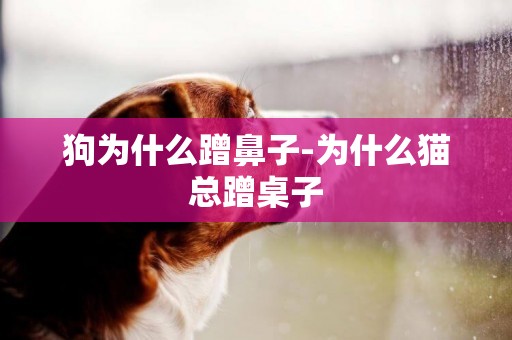 狗為什么蹭鼻子-為什么貓總蹭桌子