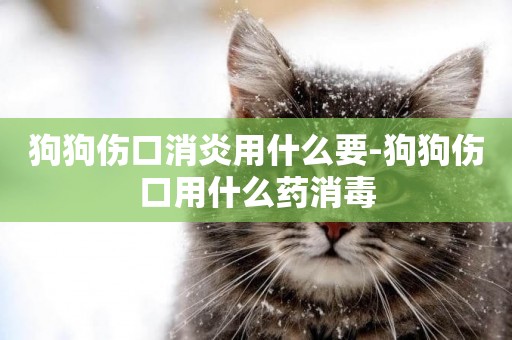狗狗傷口消炎用什么要-狗狗傷口用什么藥消毒