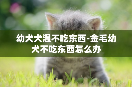 幼犬犬溫不吃東西-金毛幼犬不吃東西怎么辦