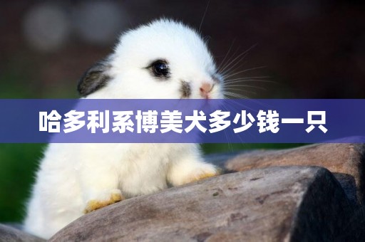 哈多利系博美犬多少錢一只