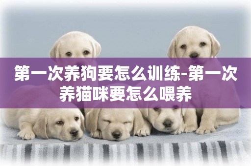 第一次養狗要怎么訓練-第一次養貓咪要怎么喂養
