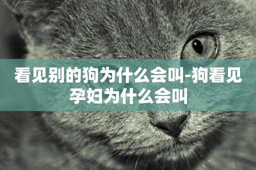 看見別的狗為什么會叫-狗看見孕婦為什么會叫