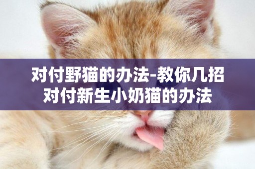 對付野貓的辦法-教你幾招對付新生小奶貓的辦法