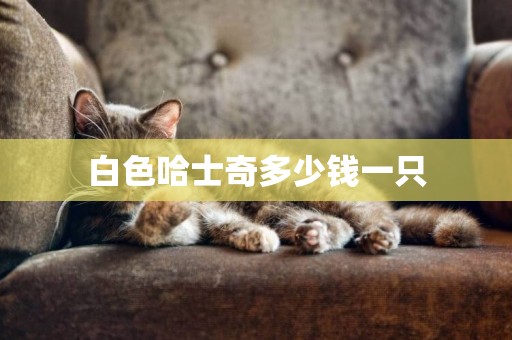白色哈士奇多少錢一只