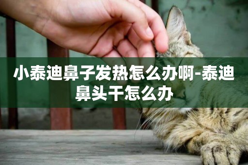 小泰迪鼻子發熱怎么辦啊-泰迪鼻頭干怎么辦
