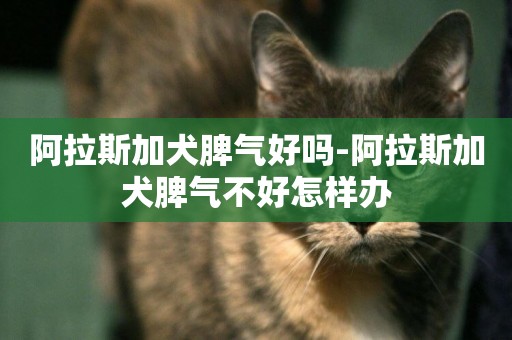 阿拉斯加犬脾氣好嗎-阿拉斯加犬脾氣不好怎樣辦