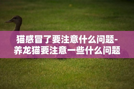 貓感冒了要注意什么問題-養龍貓要注意一些什么問題