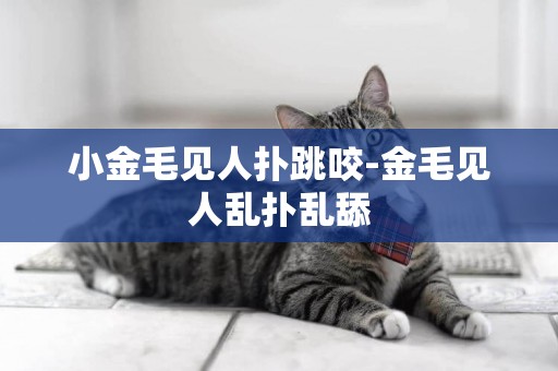小金毛見人撲跳咬-金毛見人亂撲亂舔