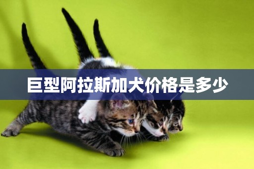 巨型阿拉斯加犬價格是多少