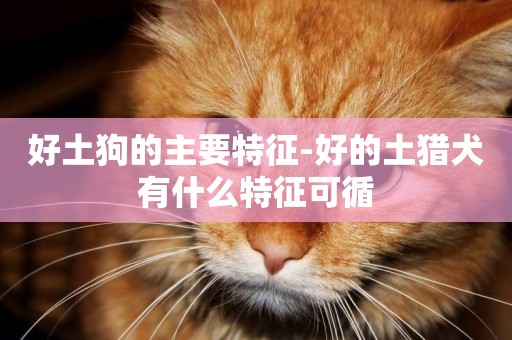 好土狗的主要特征-好的土獵犬有什么特征可循