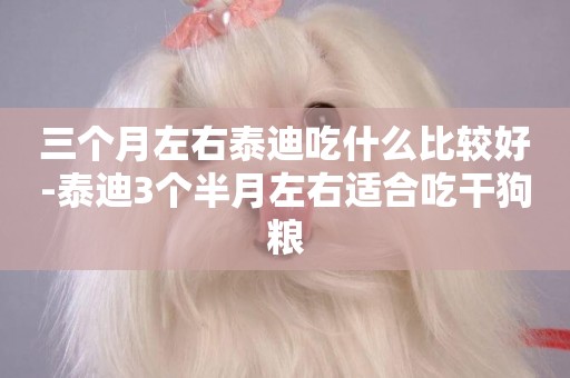三個月左右泰迪吃什么比較好-泰迪3個半月左右適合吃干狗糧
