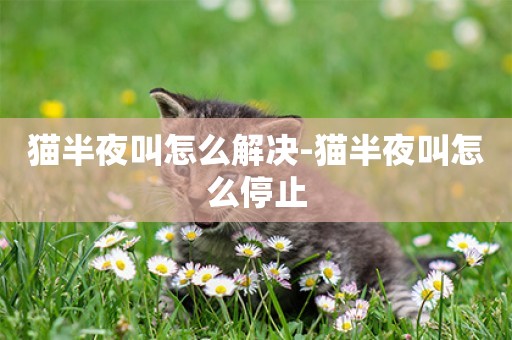 貓半夜叫怎么解決-貓半夜叫怎么停止