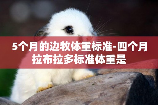 5個月的邊牧體重標準-四個月拉布拉多標準體重是
