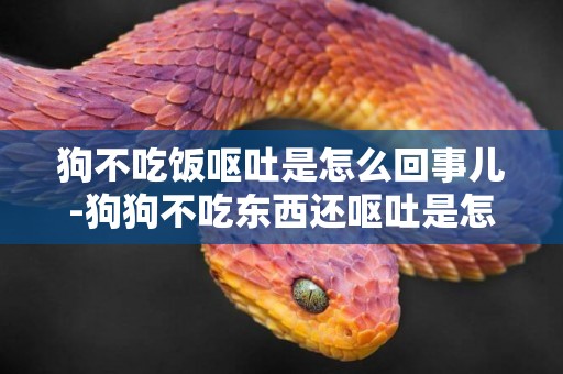狗不吃飯嘔吐是怎么回事兒-狗狗不吃東西還嘔吐是怎么回事