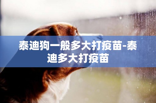 泰迪狗一般多大打疫苗-泰迪多大打疫苗