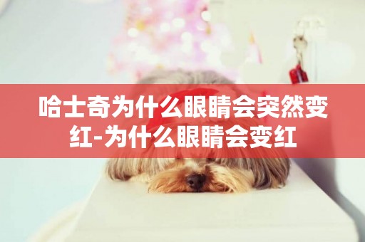 哈士奇為什么眼睛會突然變紅-為什么眼睛會變紅