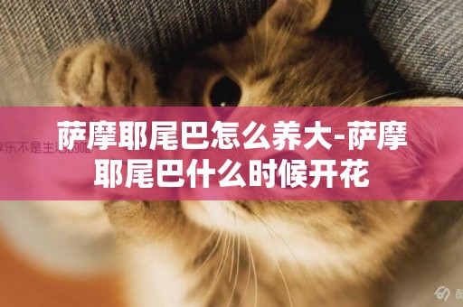 薩摩耶尾巴怎么養大-薩摩耶尾巴什么時候開花