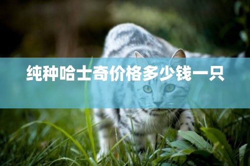 純種哈士奇價格多少錢一只 