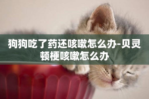 狗狗吃了藥還咳嗽怎么辦-貝靈頓梗咳嗽怎么辦