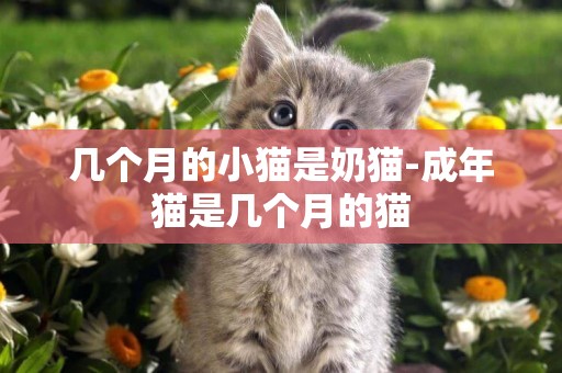 幾個月的小貓是奶貓-成年貓是幾個月的貓