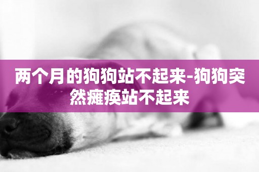 兩個月的狗狗站不起來-狗狗突然癱瘓站不起來