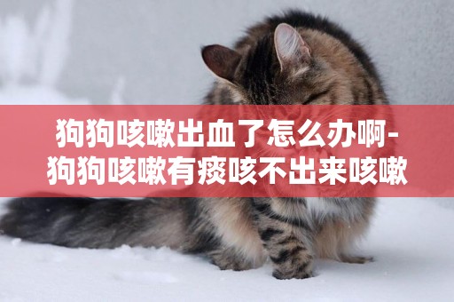 狗狗咳嗽出血了怎么辦啊-狗狗咳嗽有痰咳不出來咳嗽怎么辦